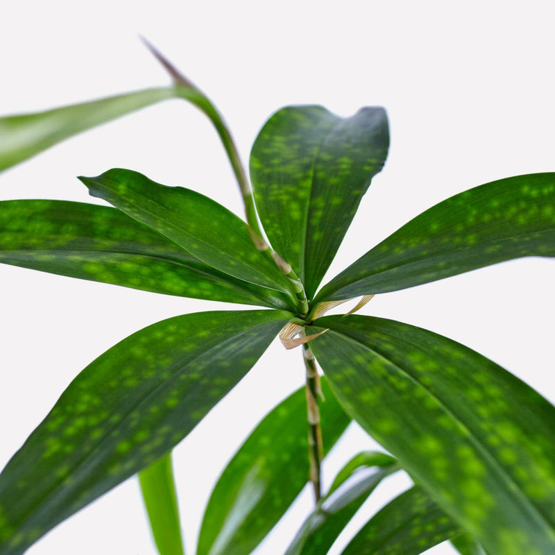 Close up van Dracaena Surculosa, spitse bladeren met subtiele lichte vlekken aan een dunne stam