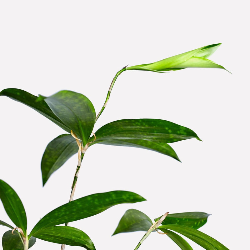 Close up van Dracaena Surculosa, spitse bladeren met subtiele lichte vlekken aan een dunne stam en een kelk bovenaan