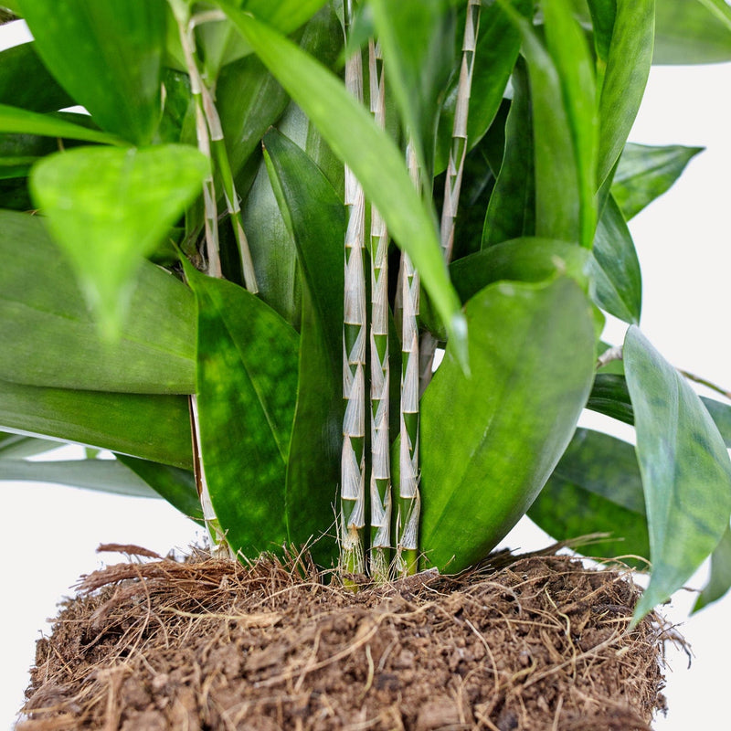 Stam en kluit van Dracaena Surculosa, met bladeren er omheen
