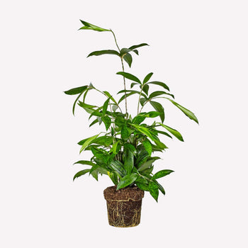 Dracaena surculosa Dracaena surculosa
