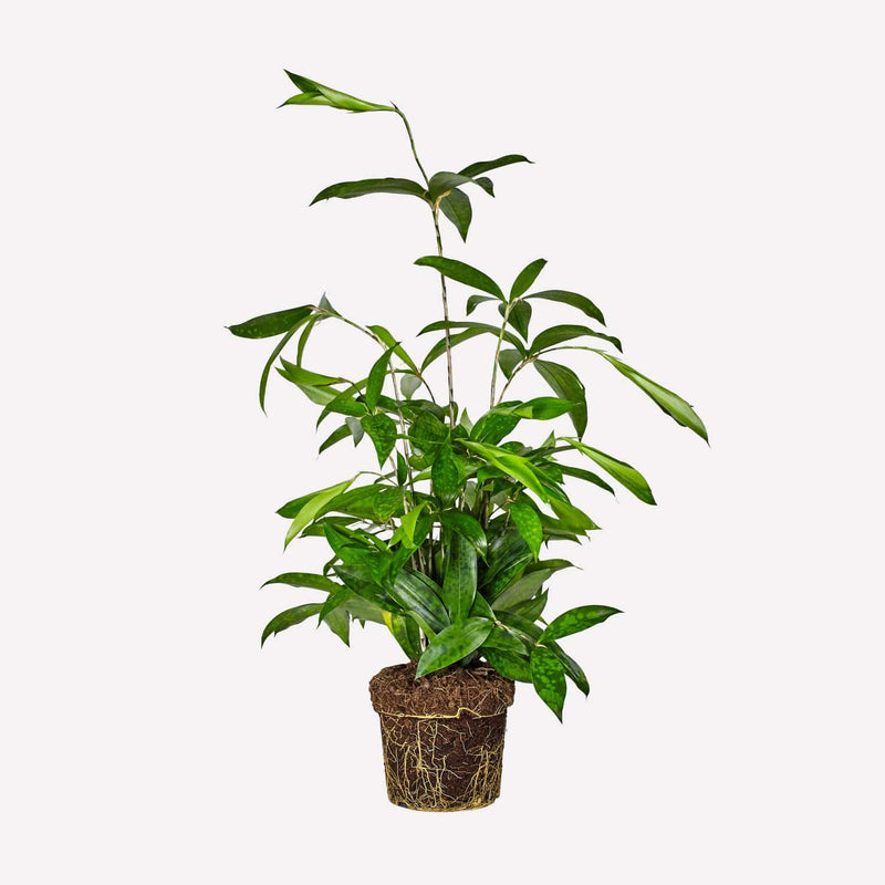 Dracaena Surculosa, een bossige groene plant met spitse bladeren met subtiele vlekken.