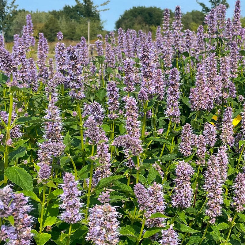 Dropplant Agastache Blue Fortune in het veld bij de kweker