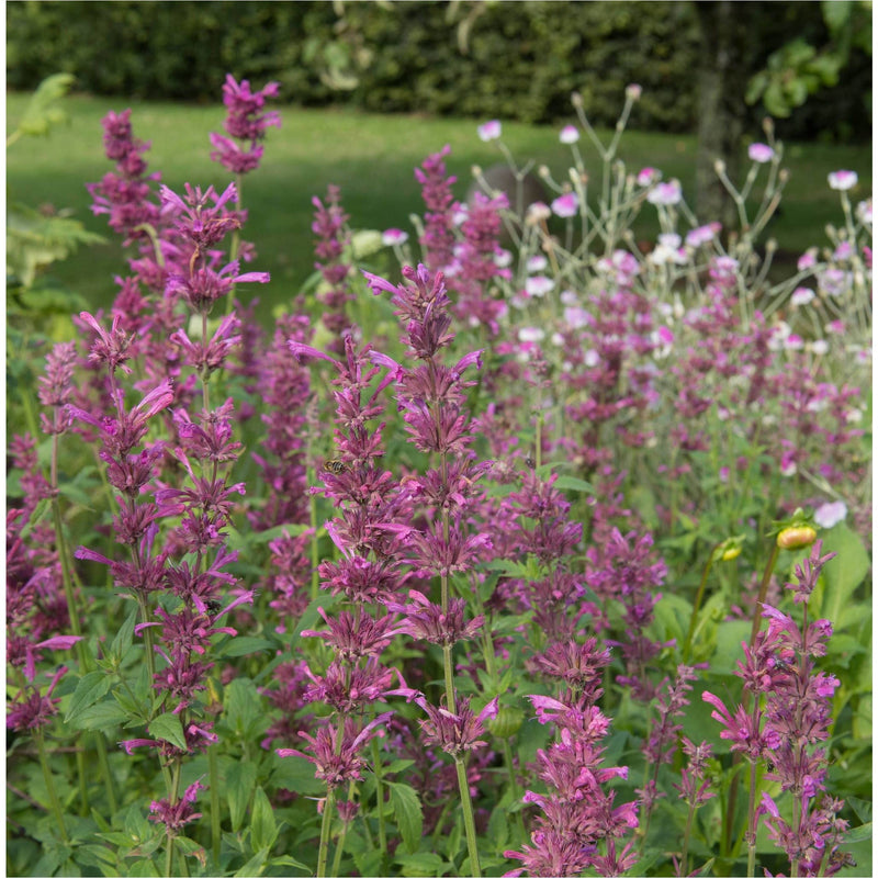 Dropplant met lange paarse bloemen in een tuin.