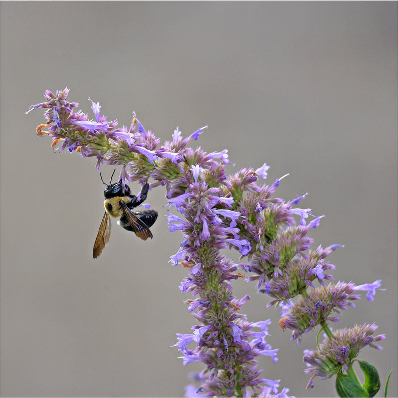Hommel op paarse langwerpige bloem van dropplant.