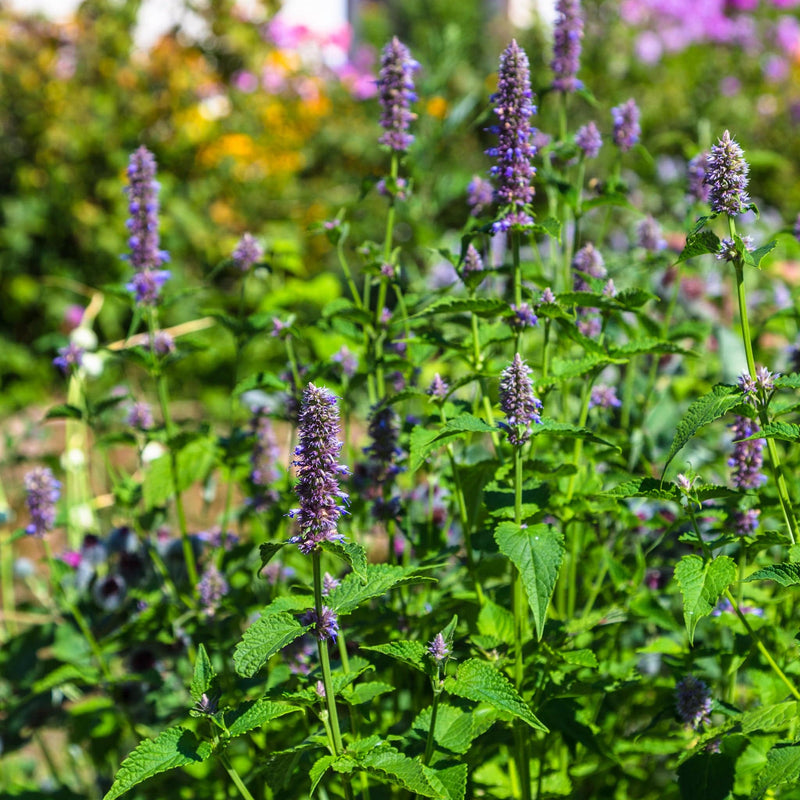 biologische tuinplant, paarse aren boven groen blad