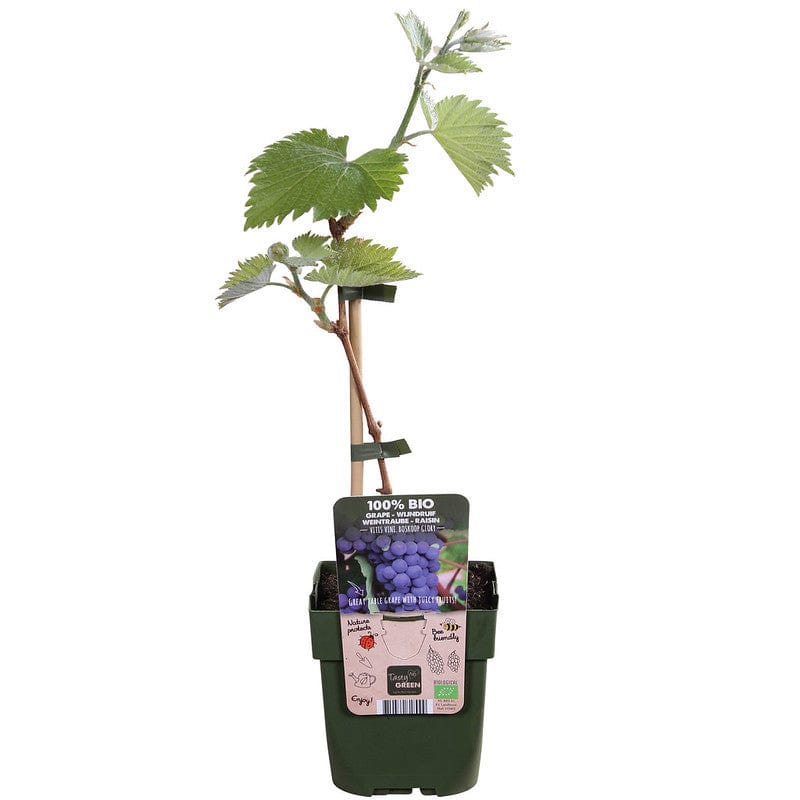 Druif boskoop glory in een kweekpot met blad
