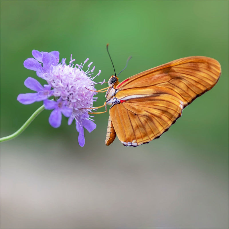 Biologische duifkruid met lila-bloem en oranje passiebloem vlinder