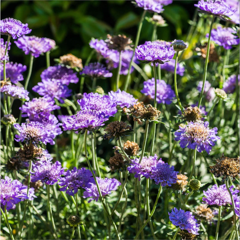 Biologische duifkruid met paarse bloemen