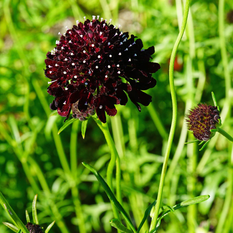Duifkruid, tuinplant met dieppaarse bloem