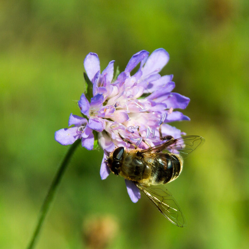 duifkruid, paarse bloem met bij