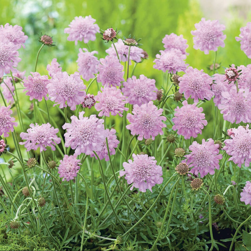 Duifkruid, knalroze bloemen op lichtgroene stengels.