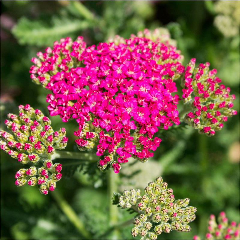 Biologische duizendblad New Vintage Rose met roze bloemetjes