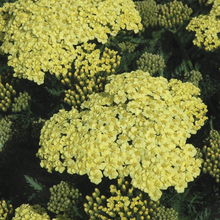 duizendblad, tuinplant met zachtgele bloemetjes