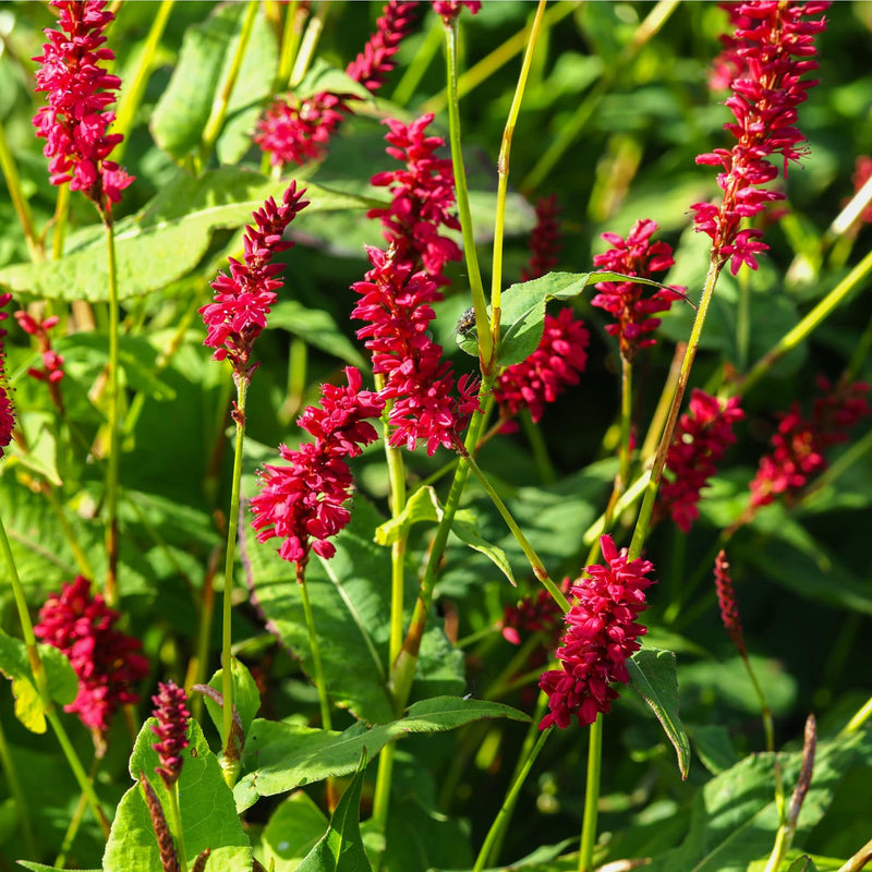 duizendknoop, rode lange aren in groen blad