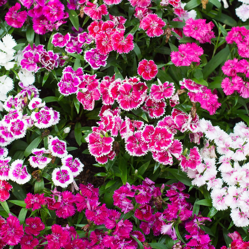 Duizendschoon, heel veel roze en witte kleine bloemetjes van boven gezien.