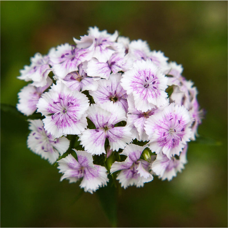 Duizendschoon, close up van witte kleine bloemetjes.
