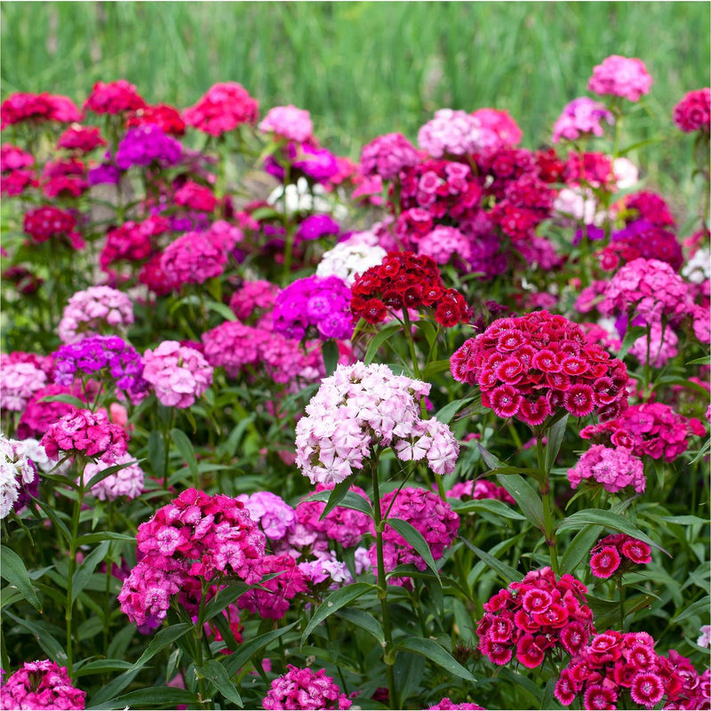 Duizendschoon in verschillende tinten roze op een veld.