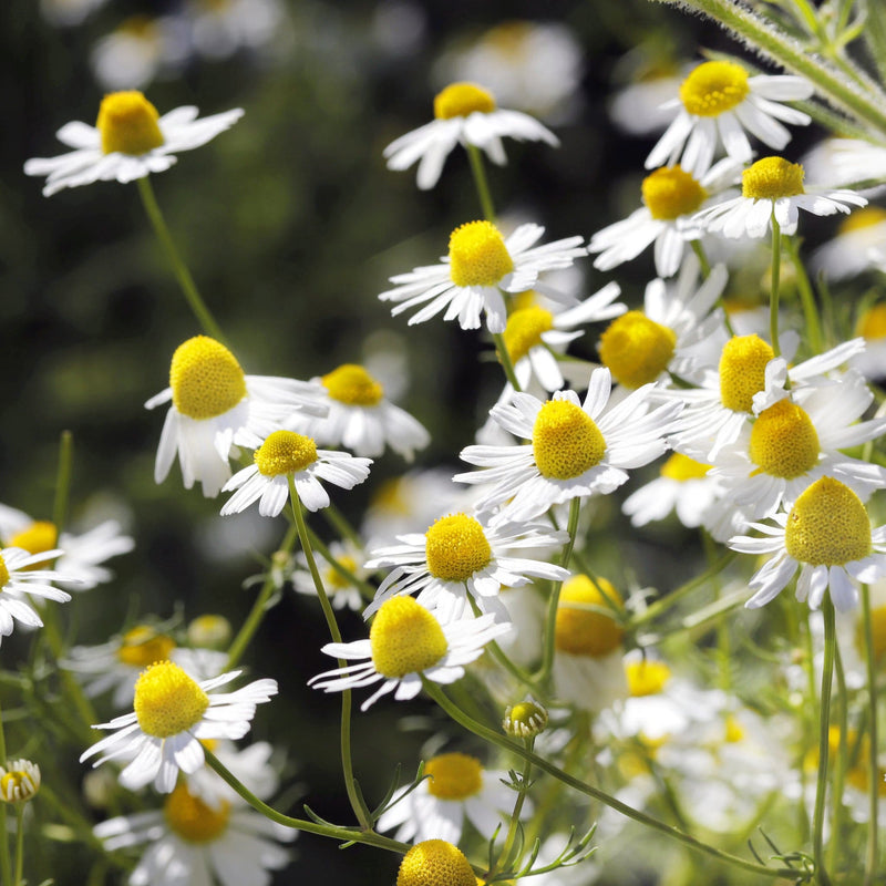 Biologische kamille met kleine witte bloemetjes en een geel hart
