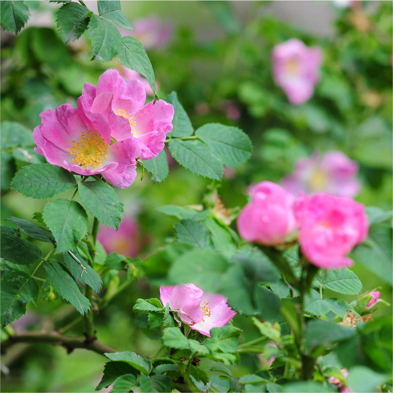 roze bloemetjes van de egelantier