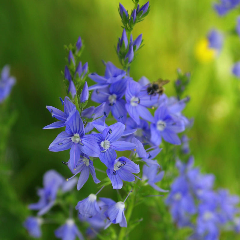 Ereprijs Knallblau