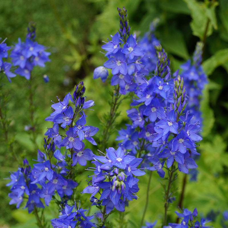 biologische ereprijs, knallblau. Blauwe bloemen tegen groene achtergrond
