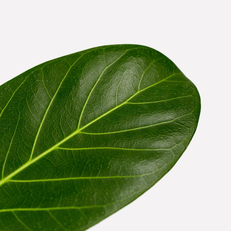 Ficus Audrey, close up van blad met lichte nerven.