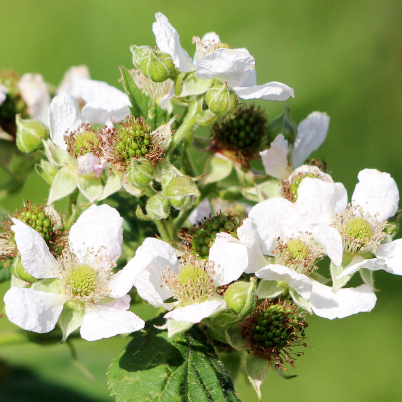 Biologische herfstframboos bloem