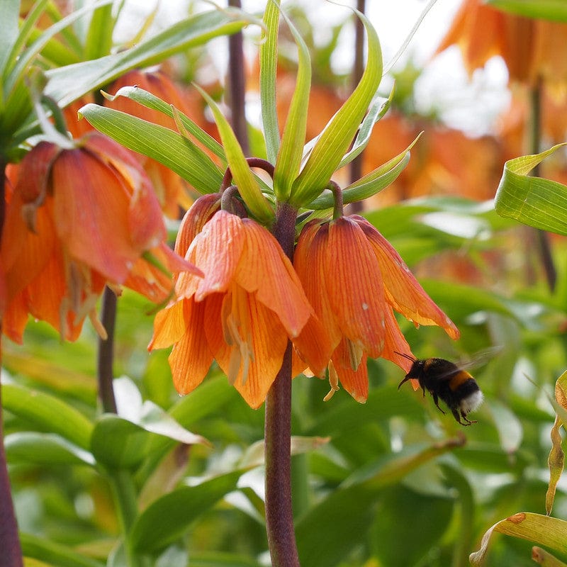 Biologische bloem van Fritillaria early dream met hommel