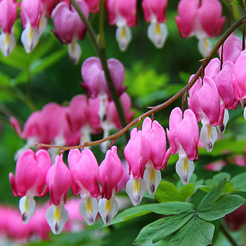 rij van roze bloemetjes van aan een tak, gebroken hartjes