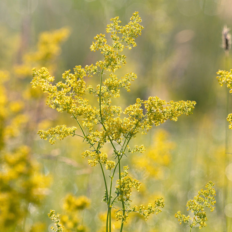 galium met stengels die met prachtige gele bloemetjes in de rondte hangen
