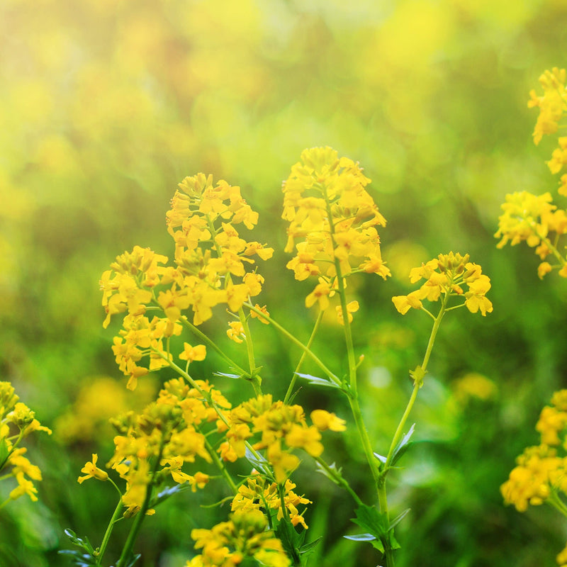 galium met stengels die met prachtige gele bloemetjes in de rondte hangen