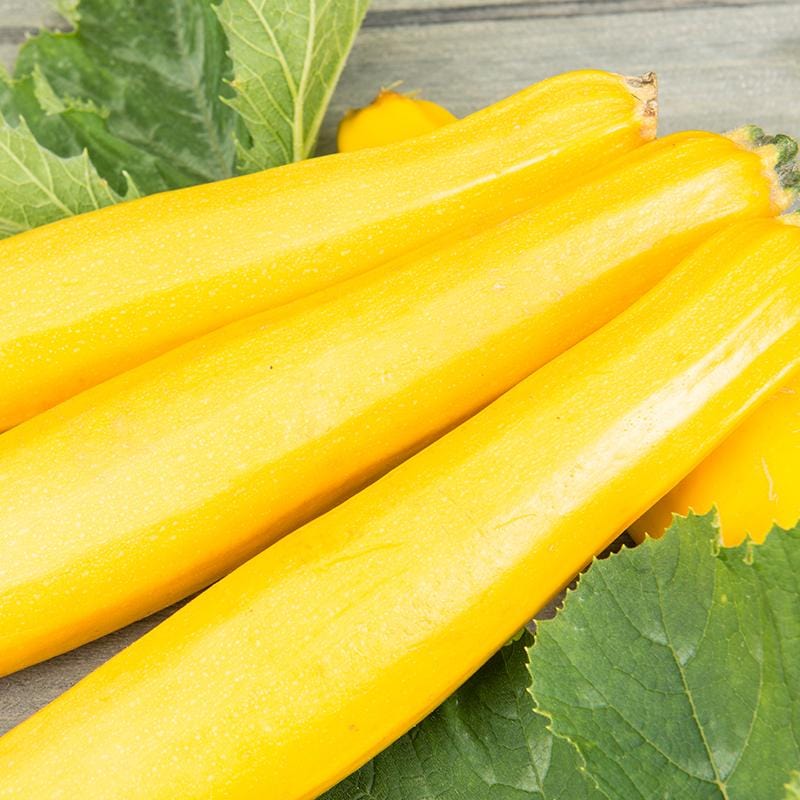 Drie liggende gele courgettes met groen blad