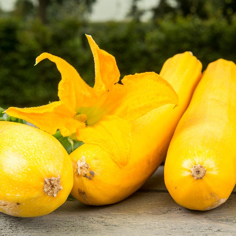 Drie liggende gele courgettes met een gele bloem