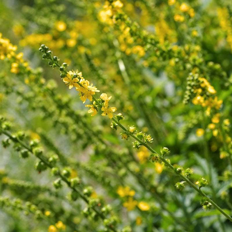 inheemse tuinplant met aan de steel heel veel kleine gele bloemetjes