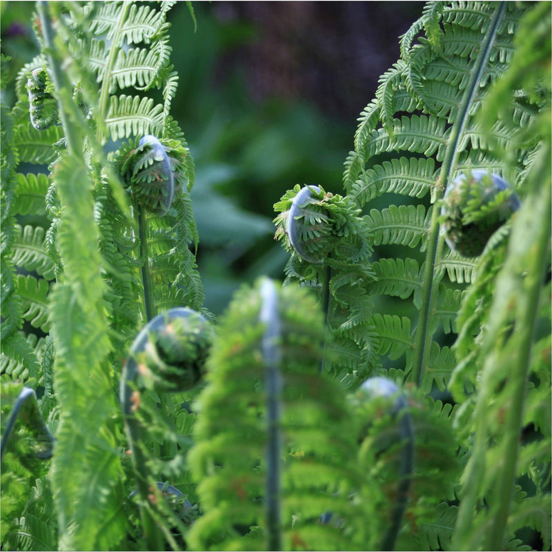Eikvaren, close up van groen omkrullend blad.