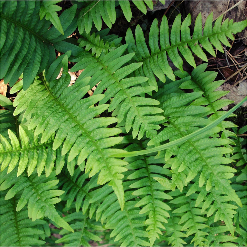 Eikvaren, met groene, gekartelde bladeren.