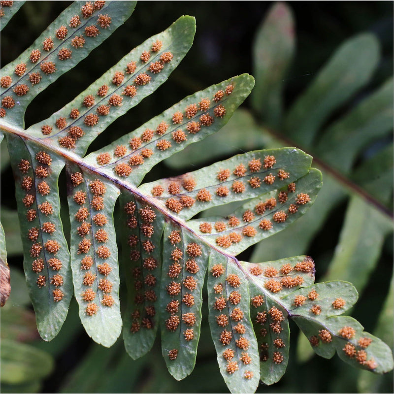 Eikvaren, onderkant van groen blad met rode sporen in bolletjes.