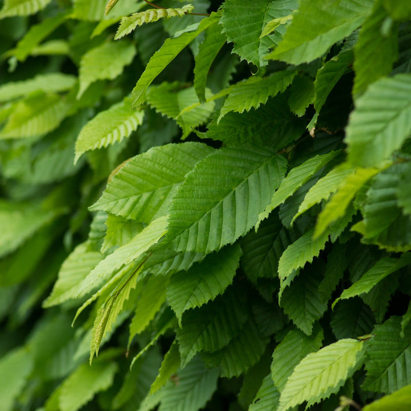gewone haagbeuk, groen blad