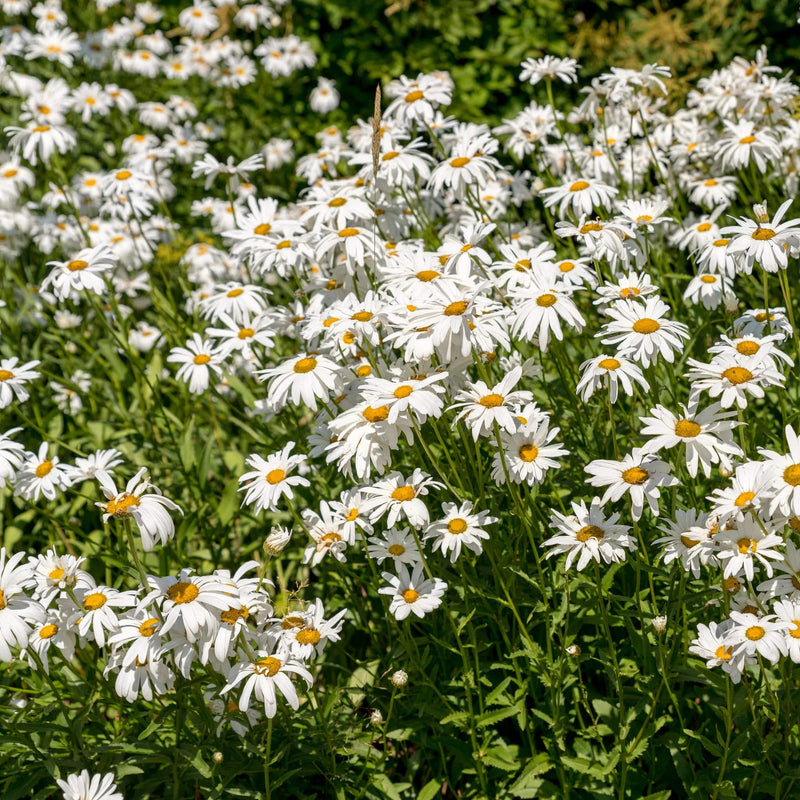 veld vol gewone margrieten