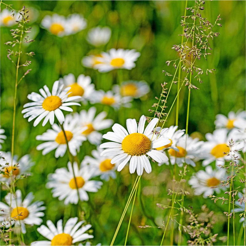 Margriet Maikoningin, ook wel Leucanthemum, in bloei.