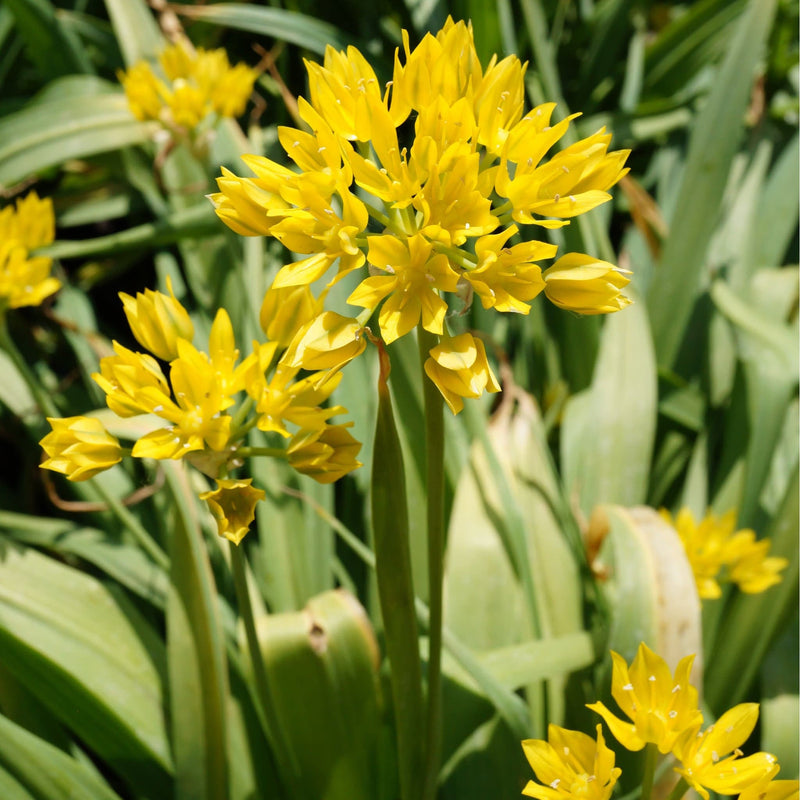 goudlook, gele bloem op groen blad