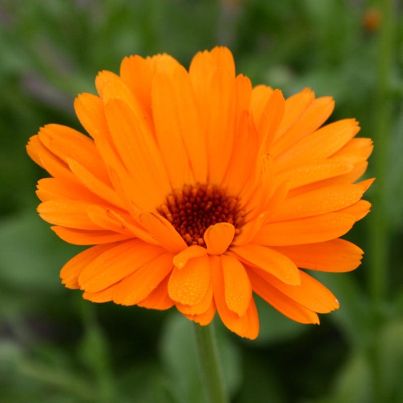 Goudsbloem met meerdere rijen oranje blaadjes, met een bruin hart op een groene stengel