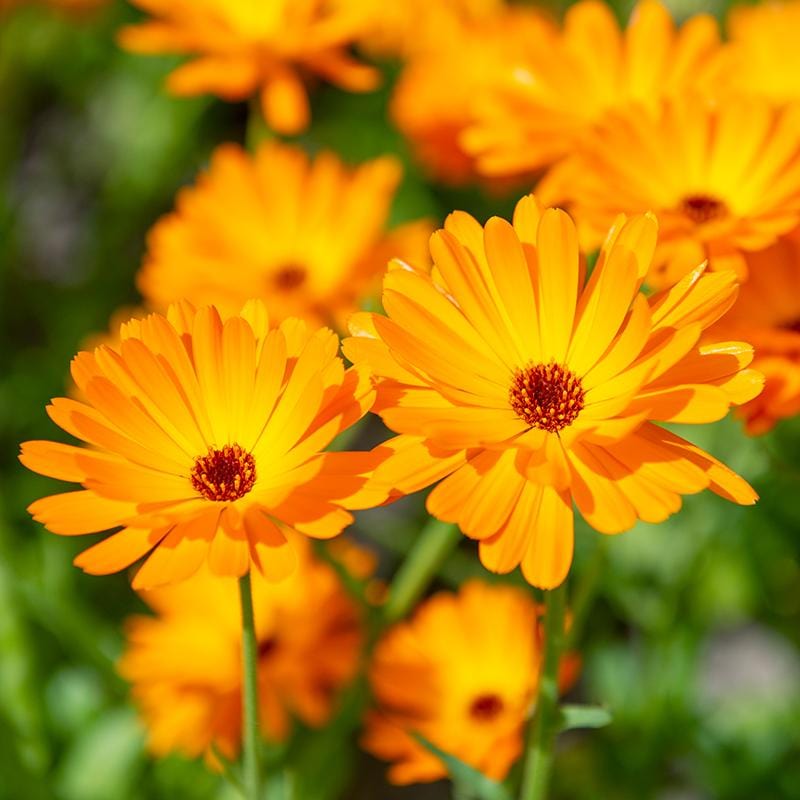 Goudsbloemen met fris oranje blaadjes in een dubbele rij, met een donker oranje hart en op groene stengels