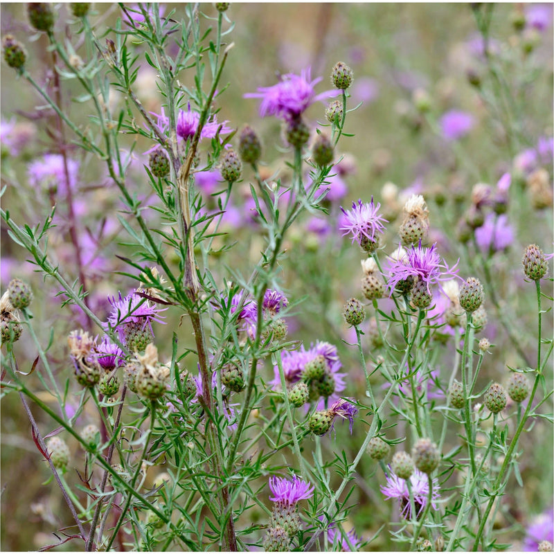Biologische Centaurie met grote rozepaarse bloemen