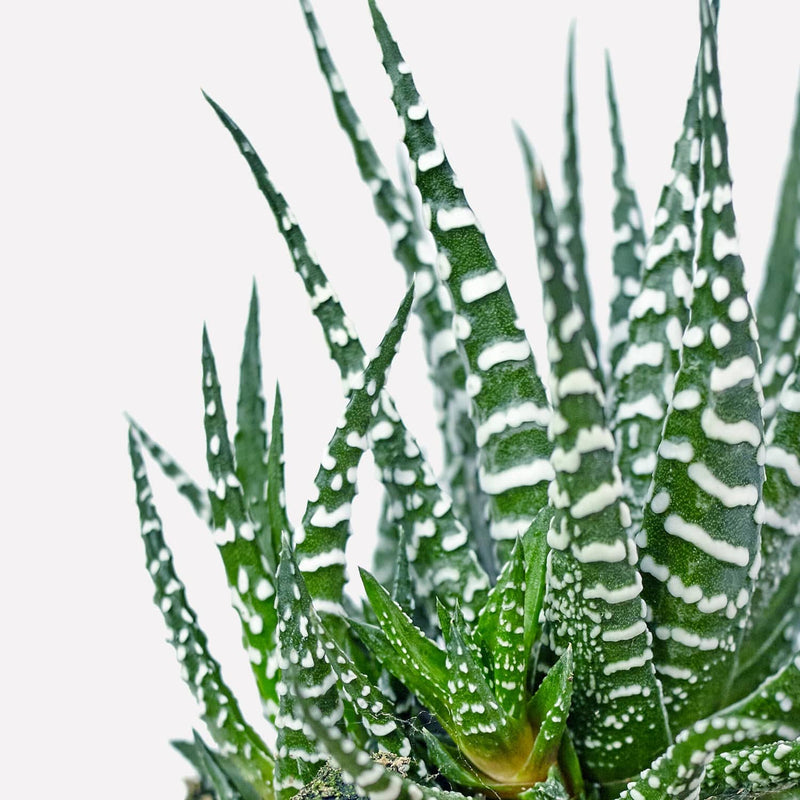 Haworthia, vetplant met groene stekels en witte stippen.