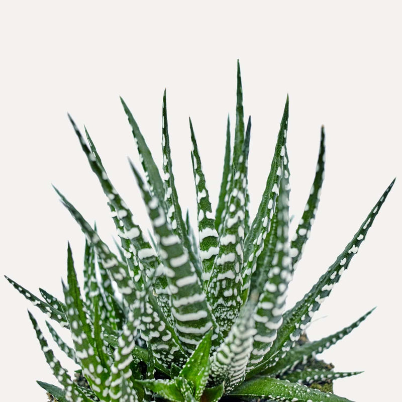 Haworthia, vetplant met groene stekels en witte stippen.