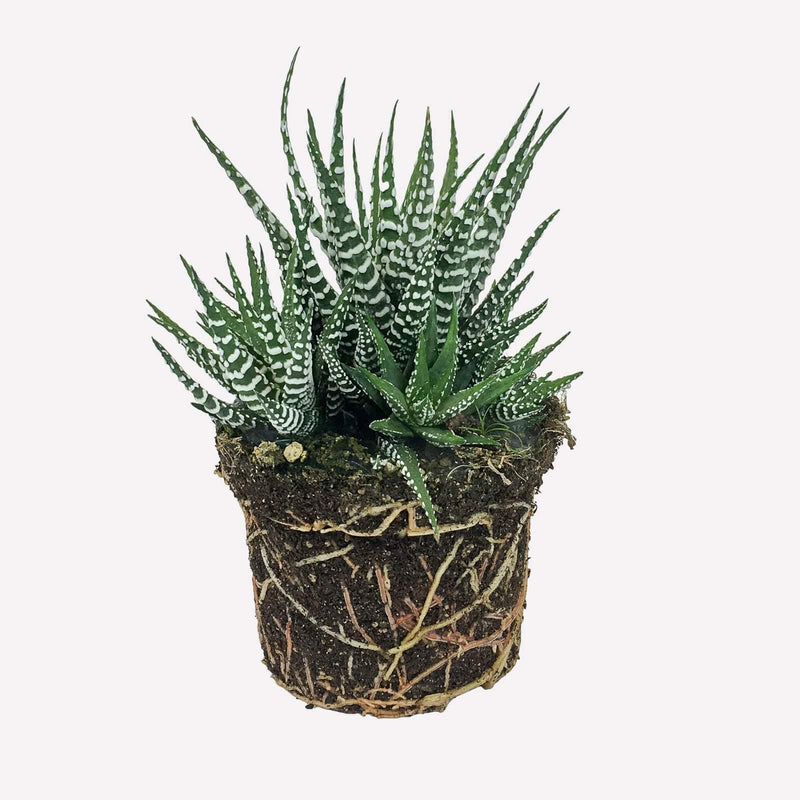 Haworthia, vetplant met groene stekels en witte stippen.