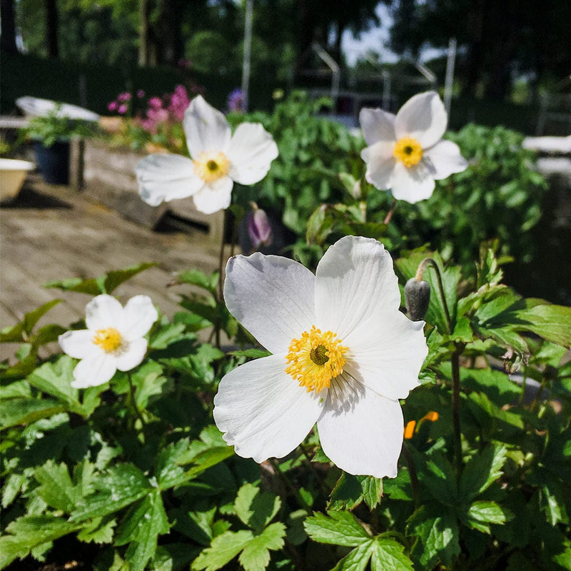 Biologische herfstanemoon, witte bloemen met gele borstelige harten in groene bladeren, op een terras