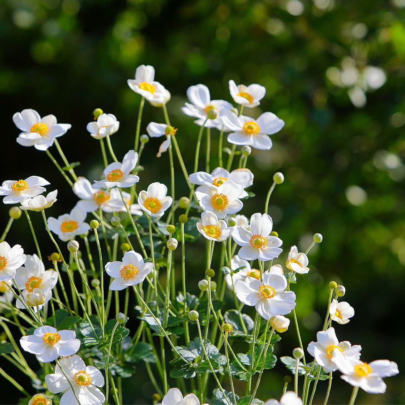 witte bloemen van biologische herfstanemoon met gele hartjes