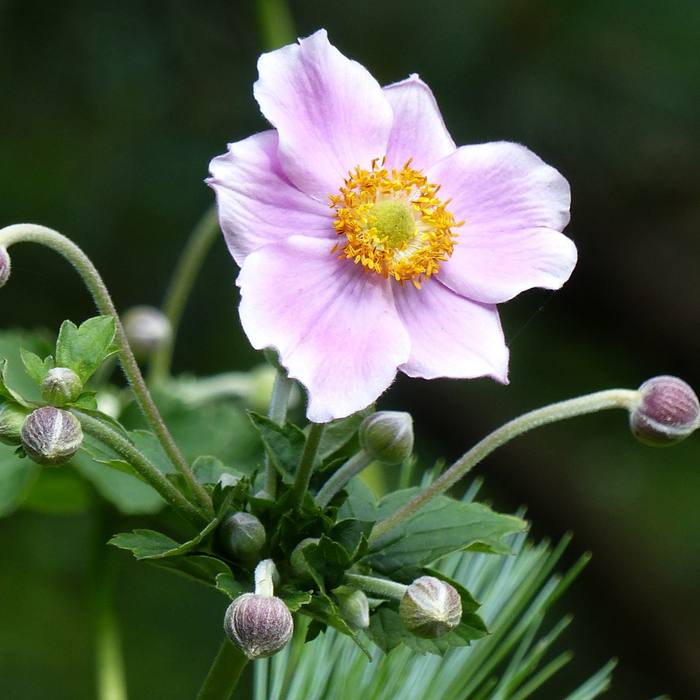 Biologische Herfstanemoon Robustissima